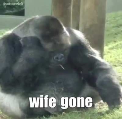 Monkey wife