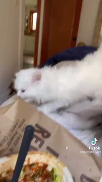 Angy kitty really wants Chipotle