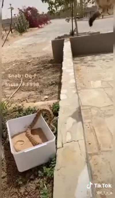 Cat and snake