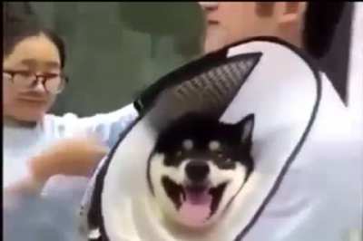 I dont think doggo was ready