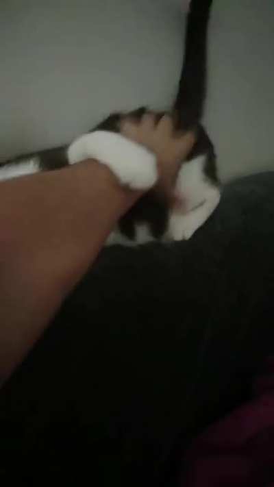 This is how i pet my cat.