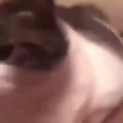 Moldy Chonker