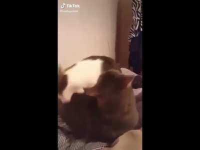 Cat bites cat