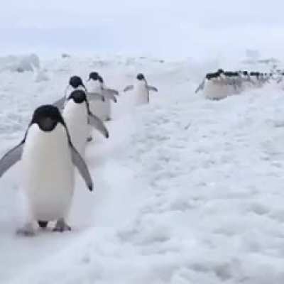Penguins have the happiest walk