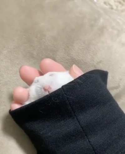 Here’s a sleepy sleeve hamster