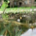 Crystal clear sidewalk puddle