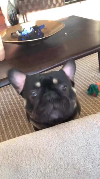Dog shoot ball