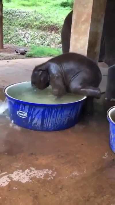 A baby elephant enjoying his bath