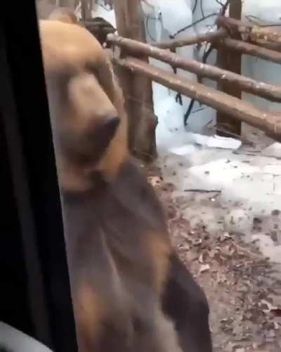 🔥 A bear just passing by…