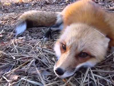 Fox noises.mp3