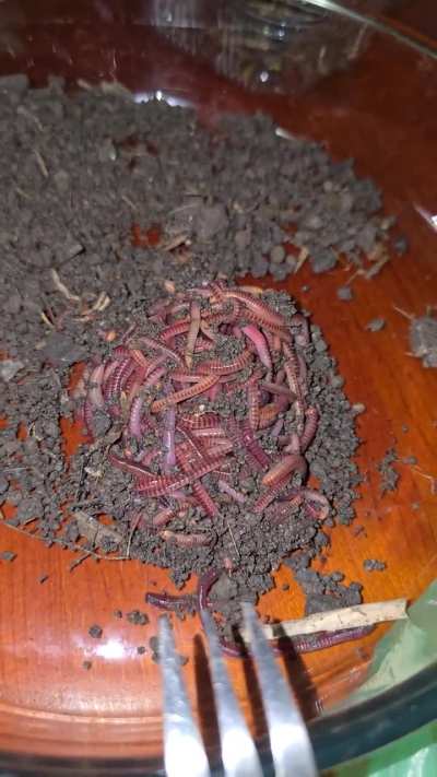 Are these red wigglers?