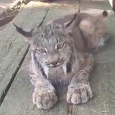 Котик