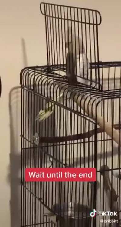 Birb scream
