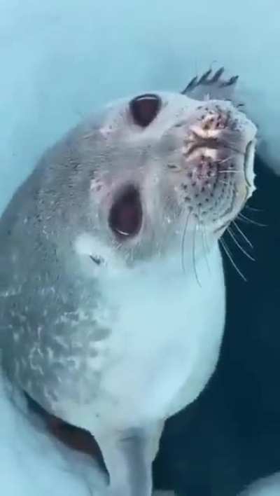 How a seal’s nose prevents water from entering its lungs 