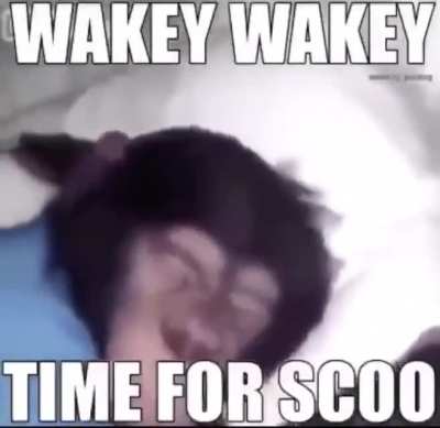 weiki weiki