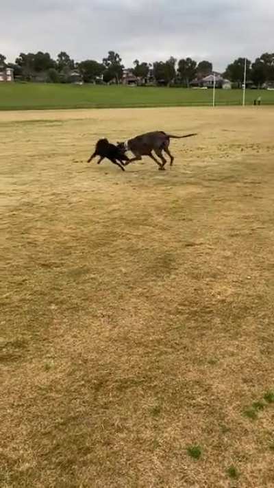 Great Dane-ger