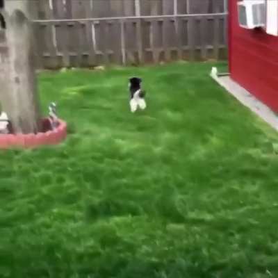 Yes, it’s a dog..