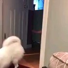 Gotta go fast boi