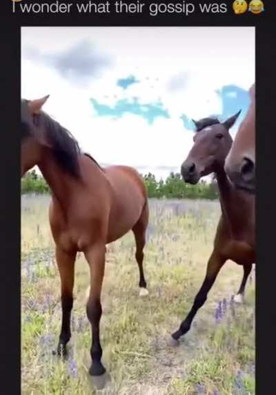 Horsing around 😂