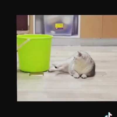 Always nice to see pets outdone there owners