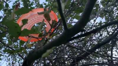 Parkour puppy pursues frisbee
