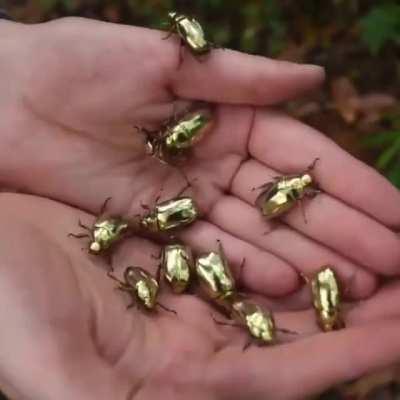 🔥 jewel scarabs