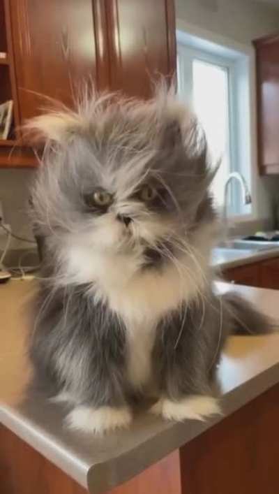 Котик