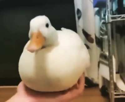 QuackSupport