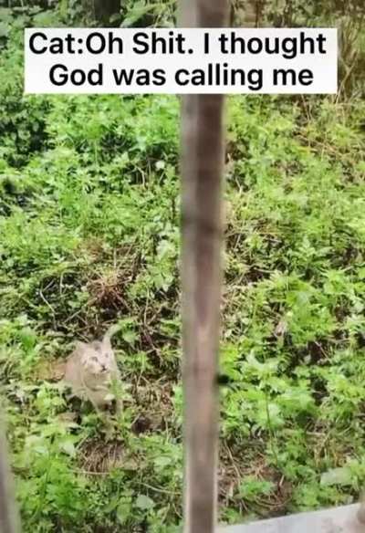 cat God call