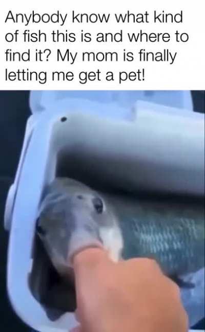 Looks like some type of sucker.