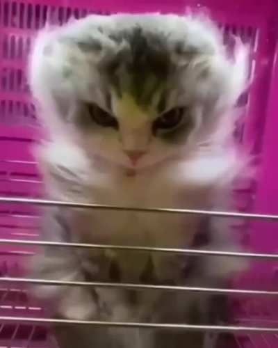 Final Boss
