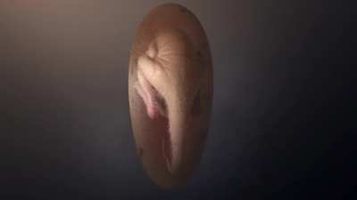 Meet ‘Baby Yingliang’! Experts examined the 72 million-year-old embryo found inside a fossilised dinosaur egg in southern China, shedding new light on the link between the behaviour of modern birds and dinosaurs