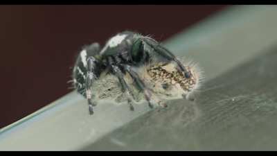 Here's a footage of two Phidippus regius mating