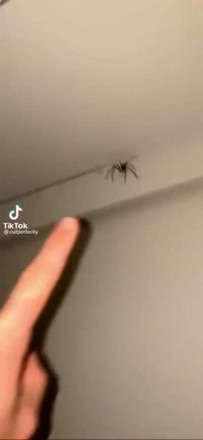 2 dude 1 Big spider