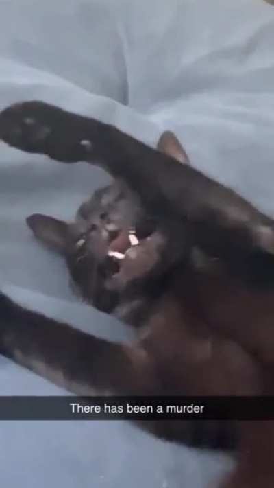 My cats’ audition for WWE