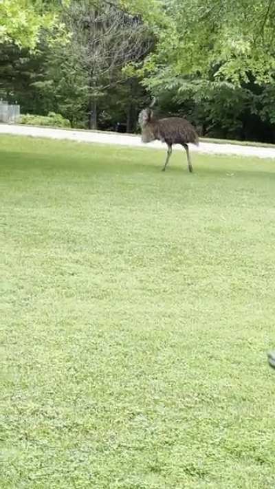 An emu escaped in my aunt’s rural Missouri neigh<wbr>borho<wbr>od…
