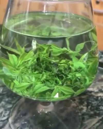 Self rejuvenating plants