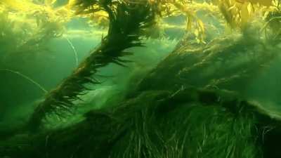 🔥 Underwater Motion of Seagrass and Kelp