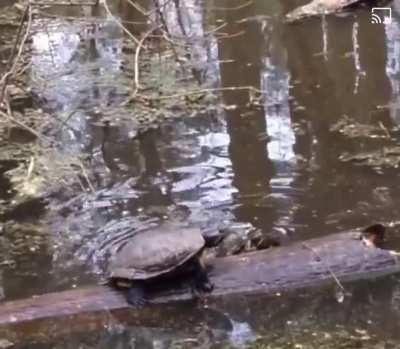 I like turtles