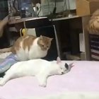 caT FUcKIng DiEs AttEmpTinG tO ASSaSsiNATE AdOlF HitLEr