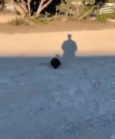 Bonk