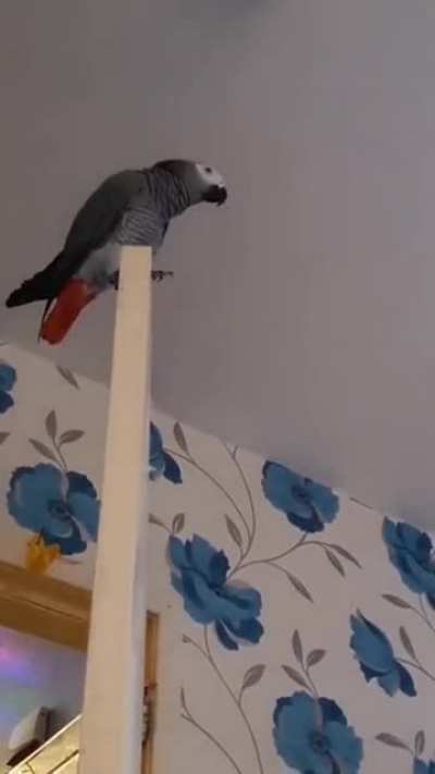 Death by bird