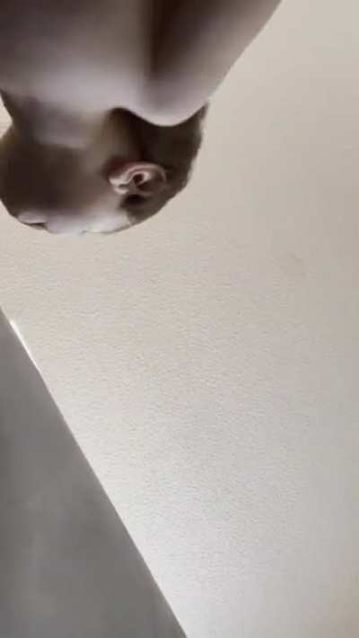 Best part about parenthood is yeeting children.