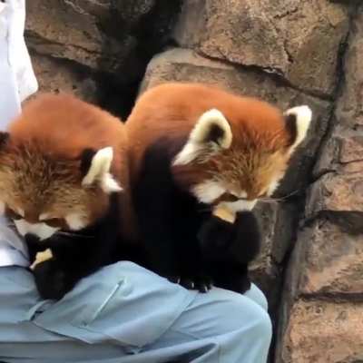 Feeding Baby Pandas <3