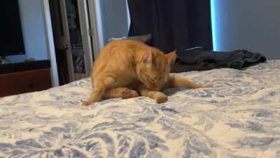 Trying to lick tail