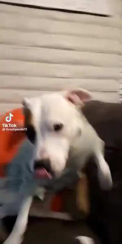 Don’t bark at me fool!