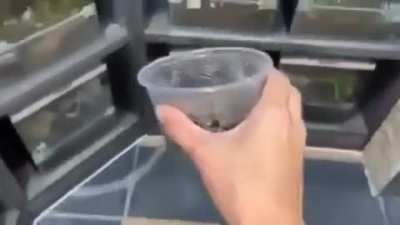 🕷️