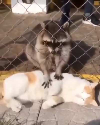Touchy Trashpanda