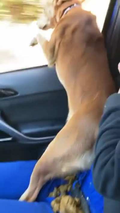 When you go to the shelter “just to look”