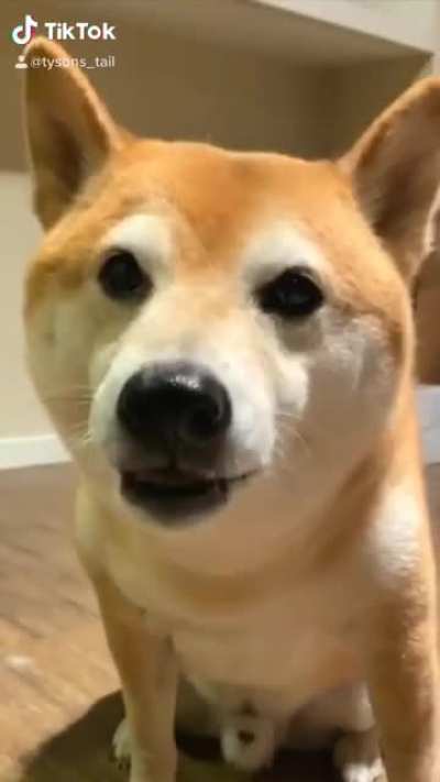 Doge tries the new Travi patty
